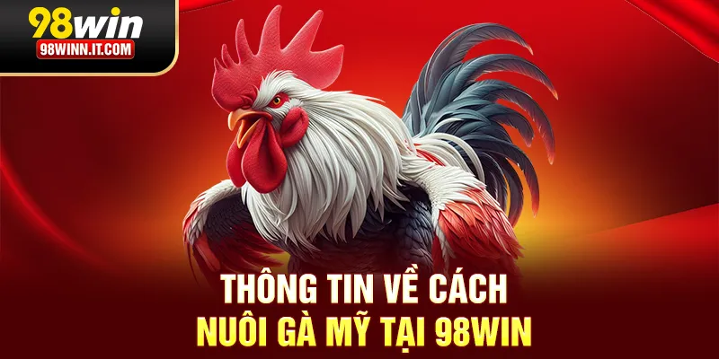 Thông tin về cách nuôi gà Mỹ tại 98win